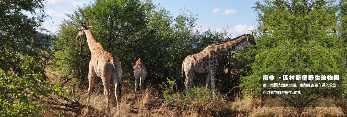 开普敦巡游 比勒陀利亚赏花 桌山好望角 法国小镇品酒 动物猎游畅游